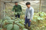 Huyện Quản Bạ - điểm sáng trong giảm nghèo bền vững ở Hà Giang   