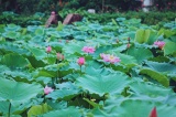 Bảo tồn và phát triển hoa sen Việt Nam