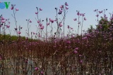 Du khách đắm mình ngắm hoa nhĩ cán tím tại Vườn Quốc gia Tràm Chim