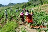 Gần 2.300 lao động dân tộc thiểu số ở Hà Giang được vay vốn tạo việc làm 