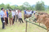 Lâm Bình nỗ lực thực hiện Chương trình mục tiêu Quốc gia giảm nghèo bền vững