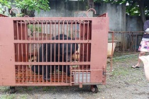 Ngày Gấu Việt Nam: Kêu gọi cộng đồng chung tay chấm dứt nạn nuôi nhốt gấu