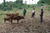 Huyện Ia H’Drai: Vốn tín dụng chính sách góp phần giảm nghèo bền vững