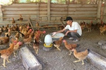 Huyện Triệu Phong (Quảng Trị): Cựu chiến binh vượt khó bằng mô hình nuôi gà tự nhiên