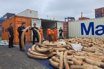 Hải quan Hải Phòng bắt giữ số ngà voi nhập lậu lớn nhất từ trước đến nay