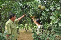 Hòa Bình : Lồng ghép, huy động và sử dụng hiệu quả các nguồn lực để tạo sinh kế và giảm nghèo bền vững 