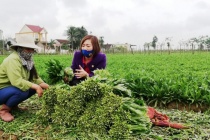 Bắc Giang: Phát huy thế mạnh của mô hình hợp tác xã trong giảm nghèo bền vững