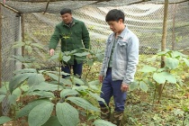 Huyện Quản Bạ - điểm sáng trong giảm nghèo bền vững ở Hà Giang   