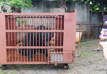 Ngày Gấu Việt Nam: Kêu gọi cộng đồng chung tay chấm dứt nạn nuôi nhốt gấu