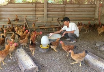 Huyện Triệu Phong (Quảng Trị): Cựu chiến binh vượt khó bằng mô hình nuôi gà tự nhiên