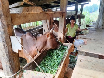 Mèo Vạc: Nguồn vốn tín dụng chính sách xã hội giúp giảm nghèo, đảm bảo an sinh xã hội